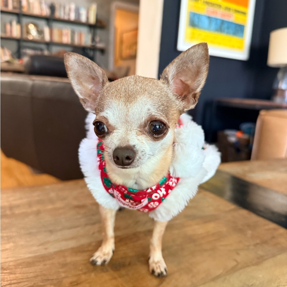 🎄 “Ho Ho Ho” Holiday Dress – XS